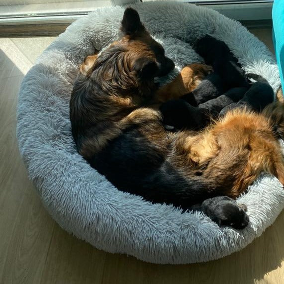 Hund schläft im Donut Hundebett Wolke 7
Flauschiges Hundekissen für kleine Hunde