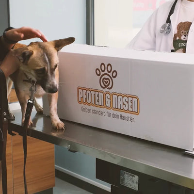Senior Pet Care: Tips for Caring for Your Aging Furry Friend