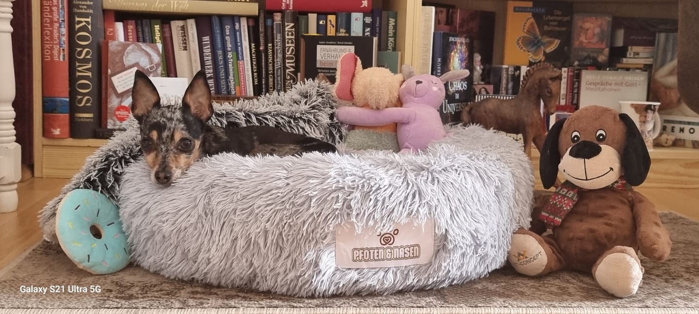 Puppy Training Basics: Getting Started