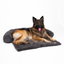 Pfoten&Nasen™Intelligente Hundebett Sofaschutz