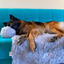 Pfoten&Nasen™Intelligente Hundebett Sofaschutz