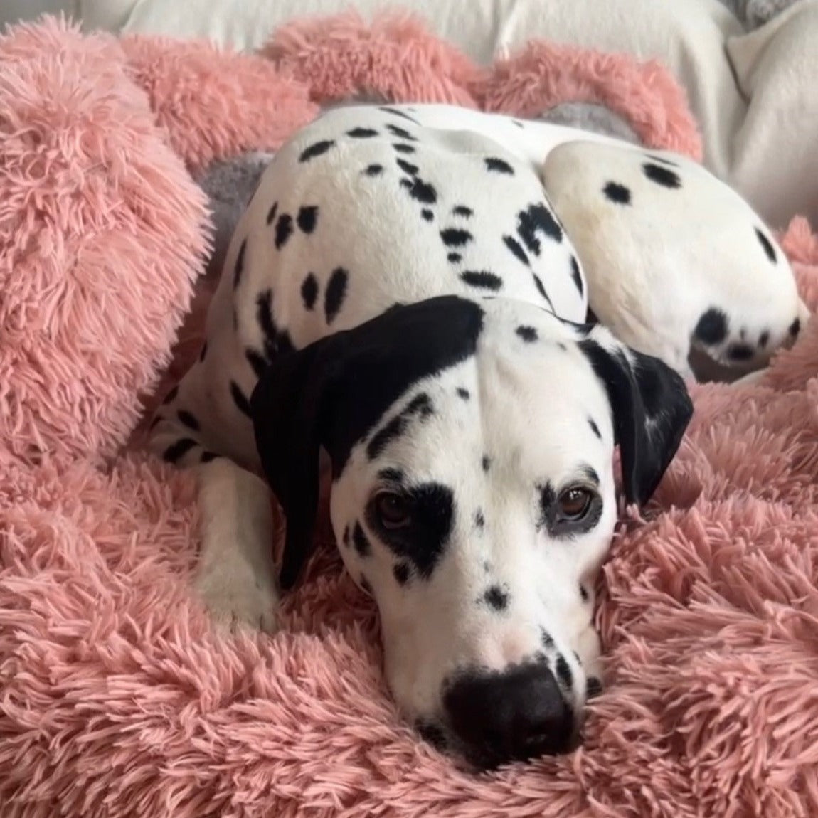 Hundebett Bärenpfote Rosa