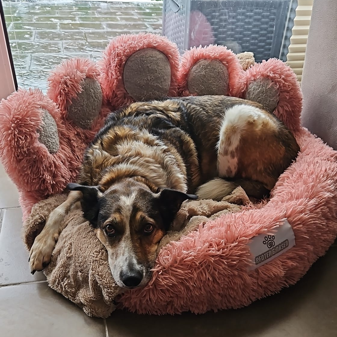 Hundebett Bärenpfote Rosa